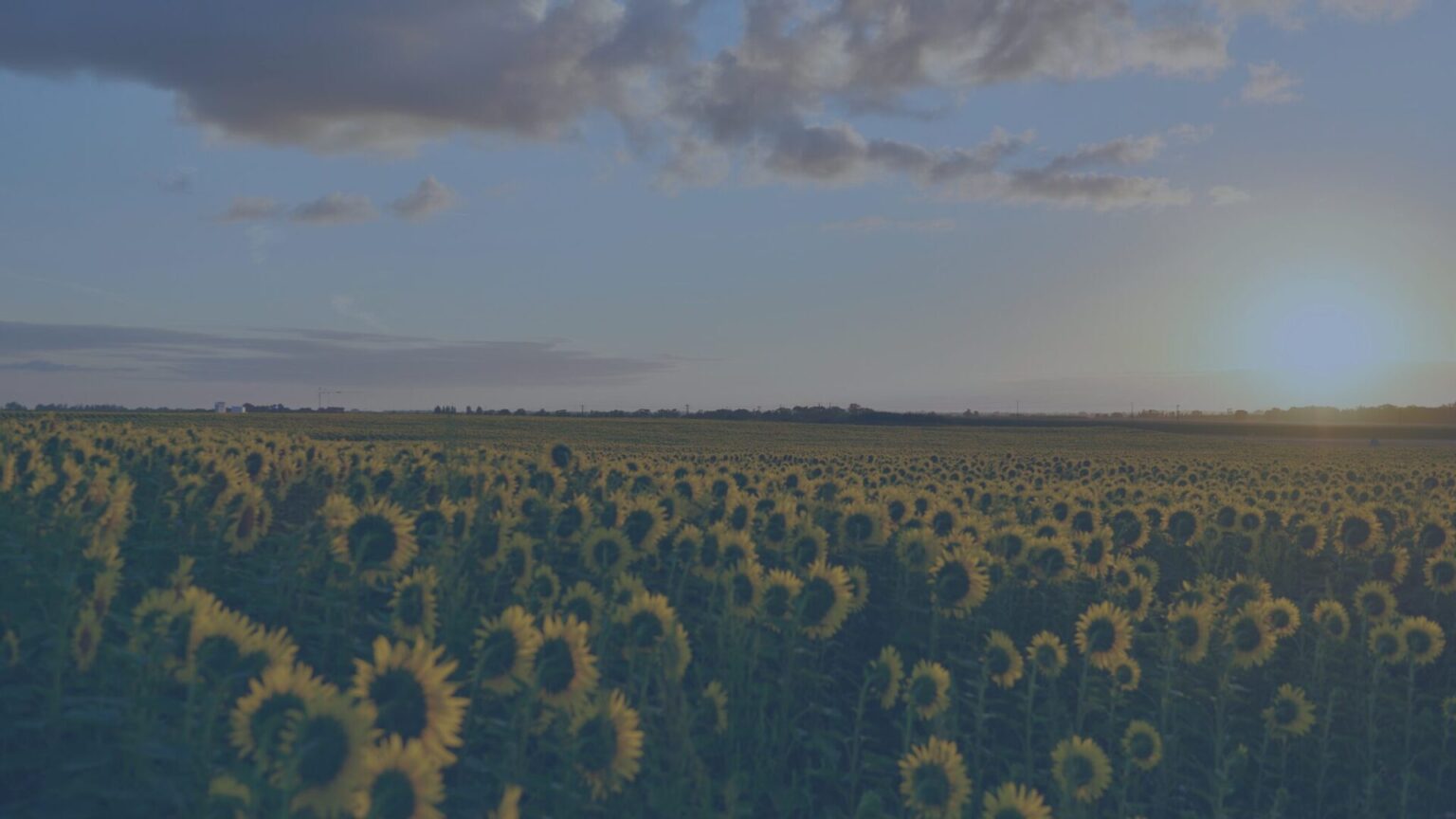 Campo de girasoles: imagen principal de una entrada de blog para personas que han perdido a un ser querido por suicidio